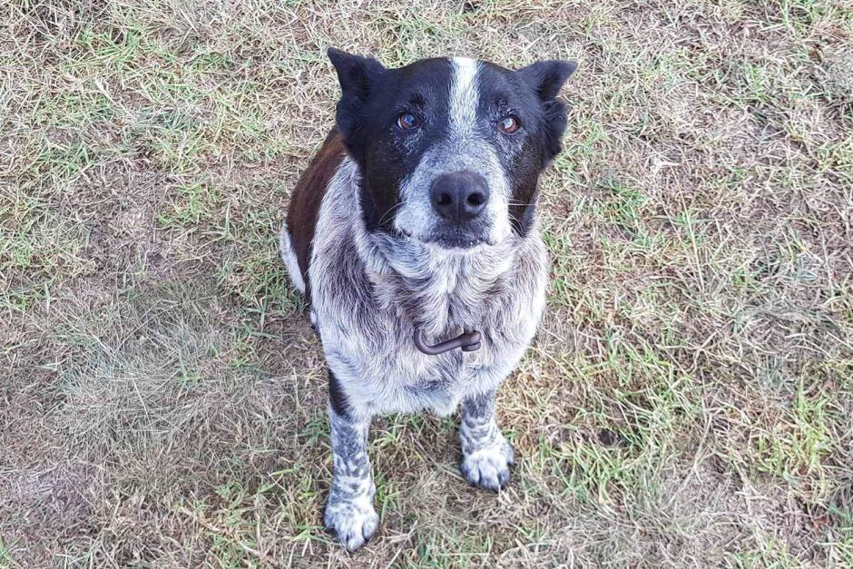 Seventeen year old blue heeler Max saves the day.
