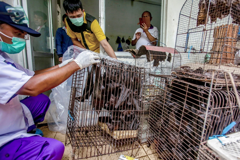 Live Bats for Sale
