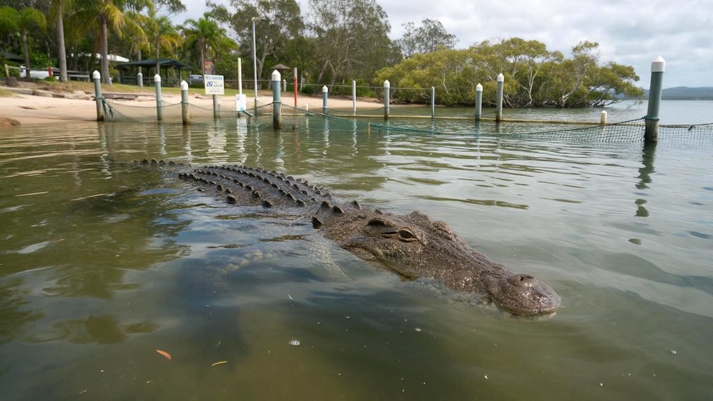 Fake hungry crocodile